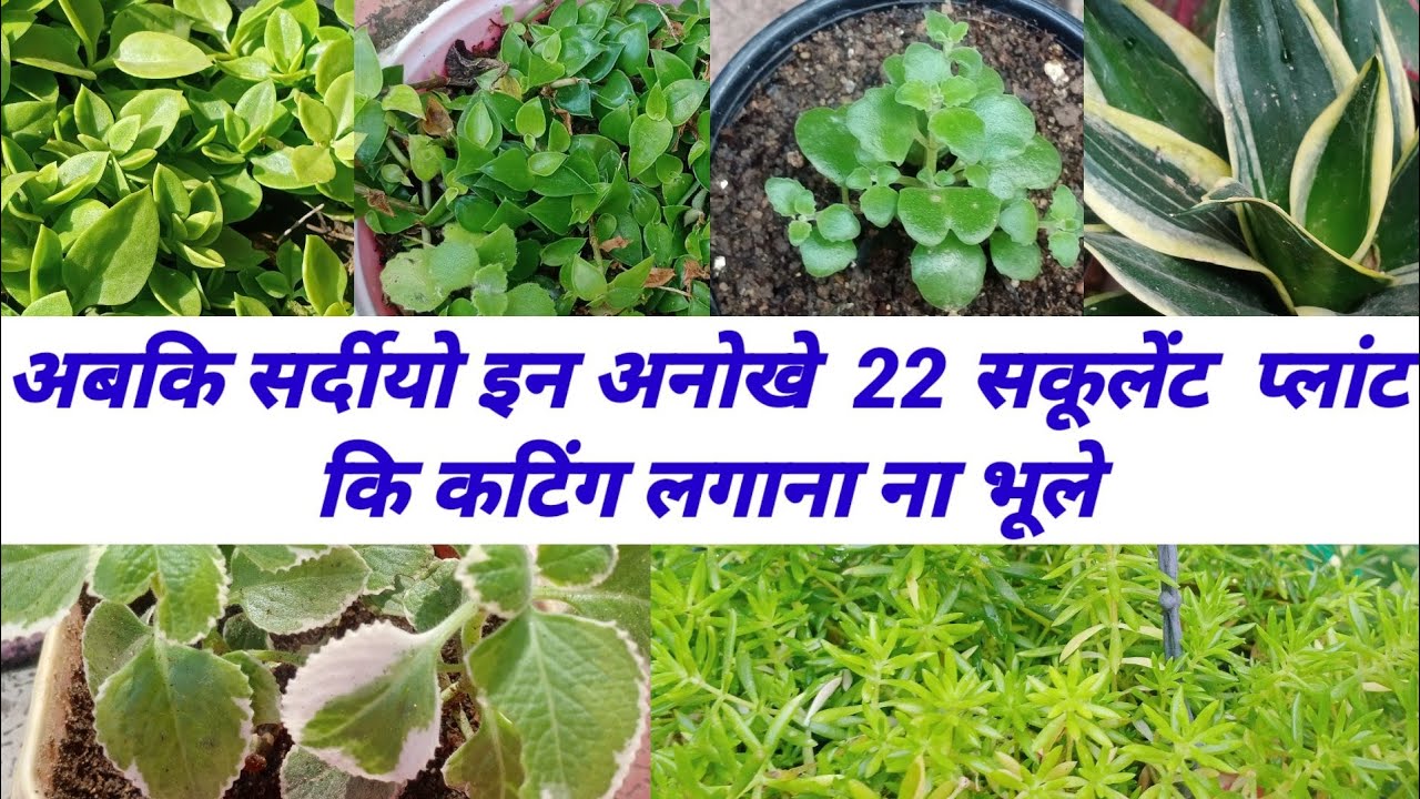 अबकि सर्दीयो अनोखे 22 सकूलेंट प्लांट को कटिंग से ग्रो करना ना भूले succulent grow by cutting winter