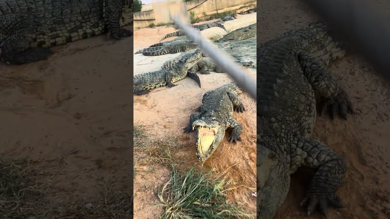 Fantastic Crocodile 