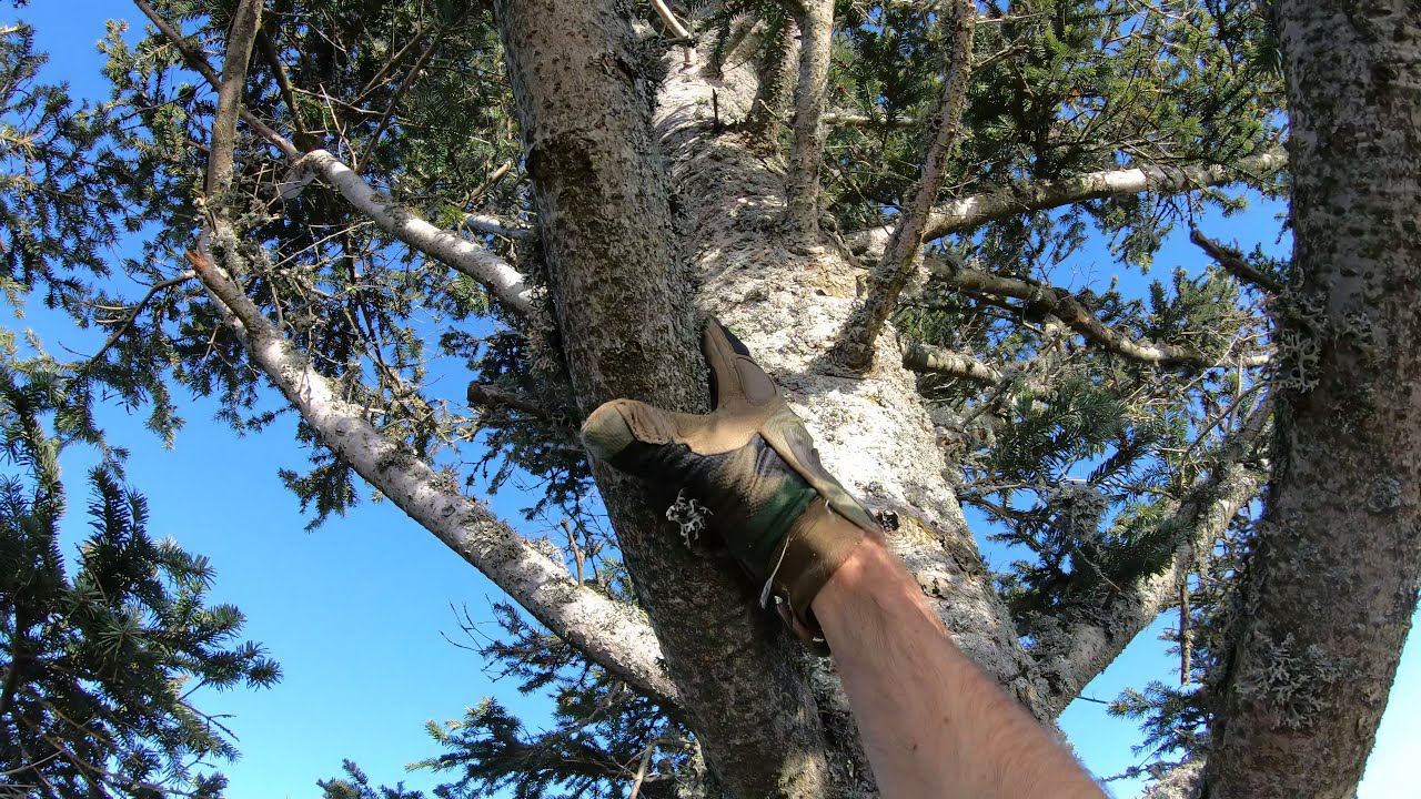 [RealLifeExploration] Tree climbing on the ridge in Royal Grove