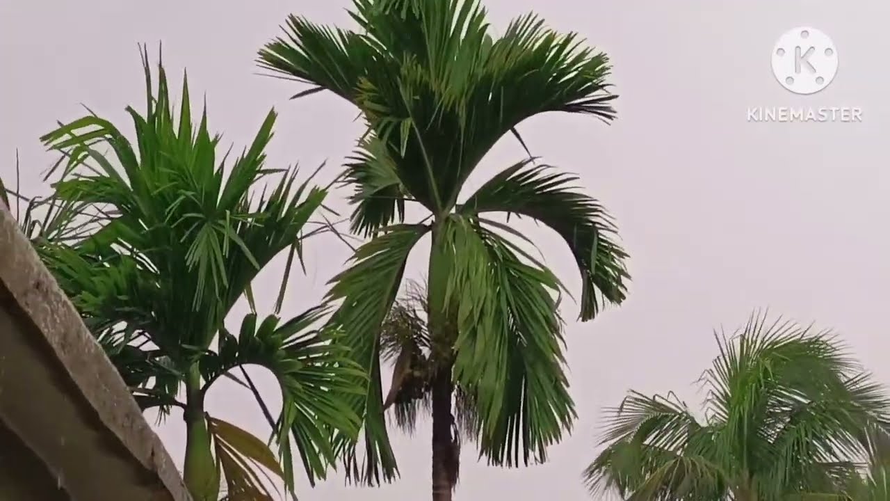 বৃষ্টির দিনে 