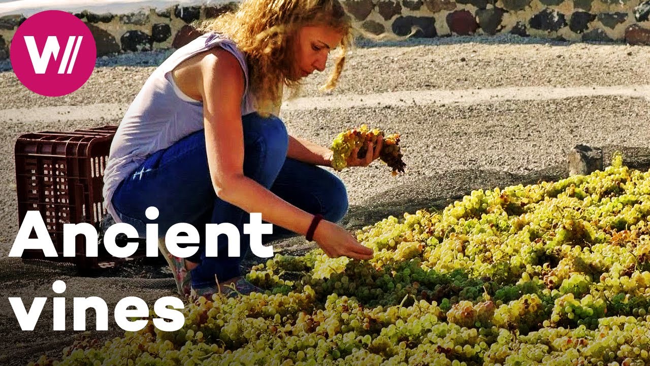 Greece - Viticulture methods inherited from antiquity | Worldwide Wine Civilizations