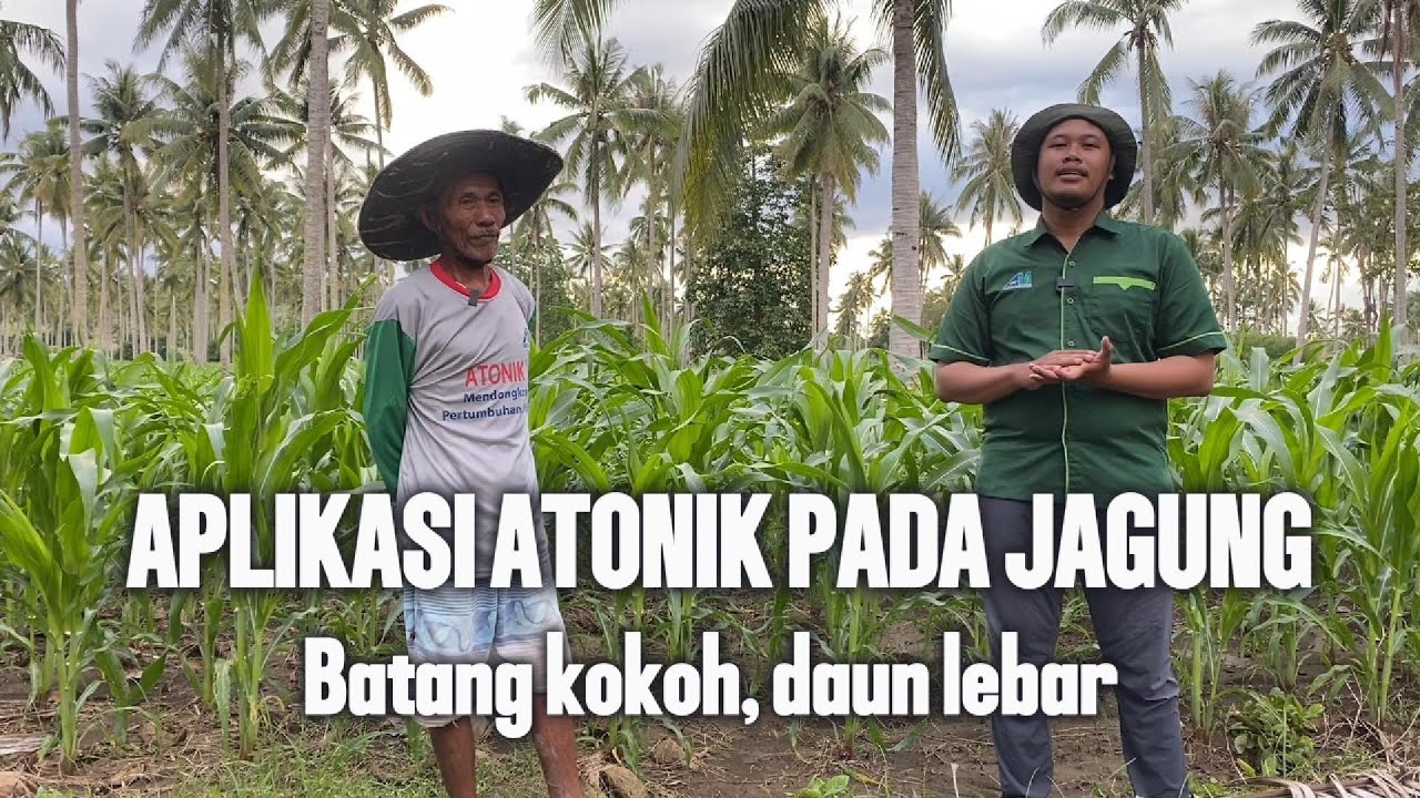 MEMPERKOKOH BATANG DAN MELEBARKAN DAUN TANAMAN JAGUNG DENGAN ZPT ATONIK