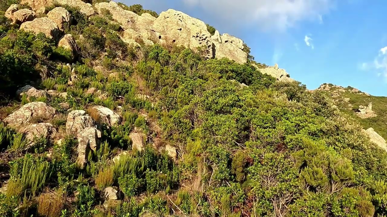 Tire d'un sanglier. Chasse à Luri, Cap Corse