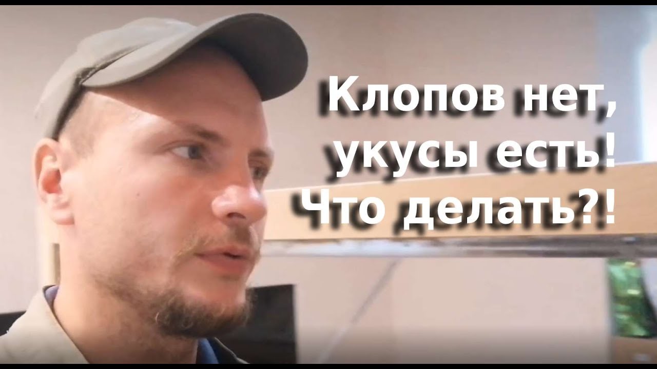 Клопов нет укусы есть, что делать