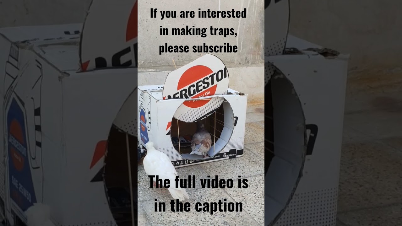 easy bird trap #shorts #bird_trap #trap_bird