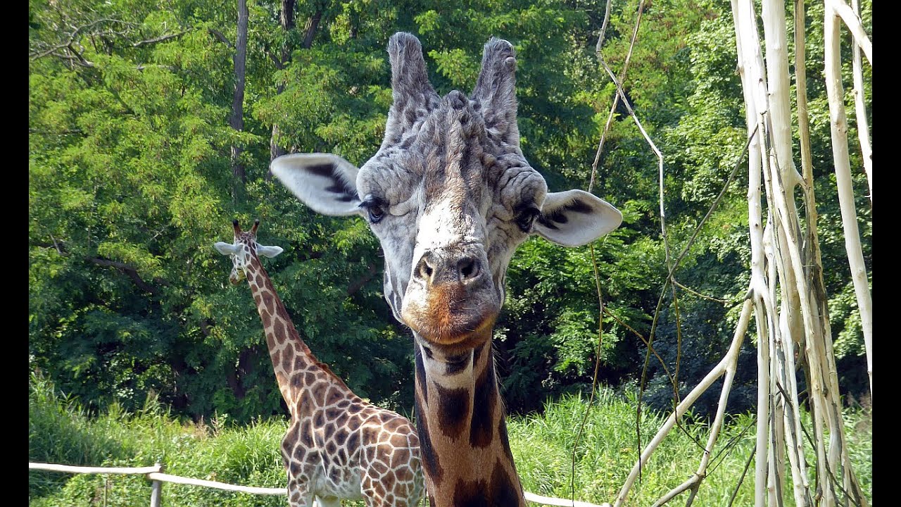 Max und die anderen Leipziger Giraffen ziehen zum Feierabend in ihr Giraffenhaus ein