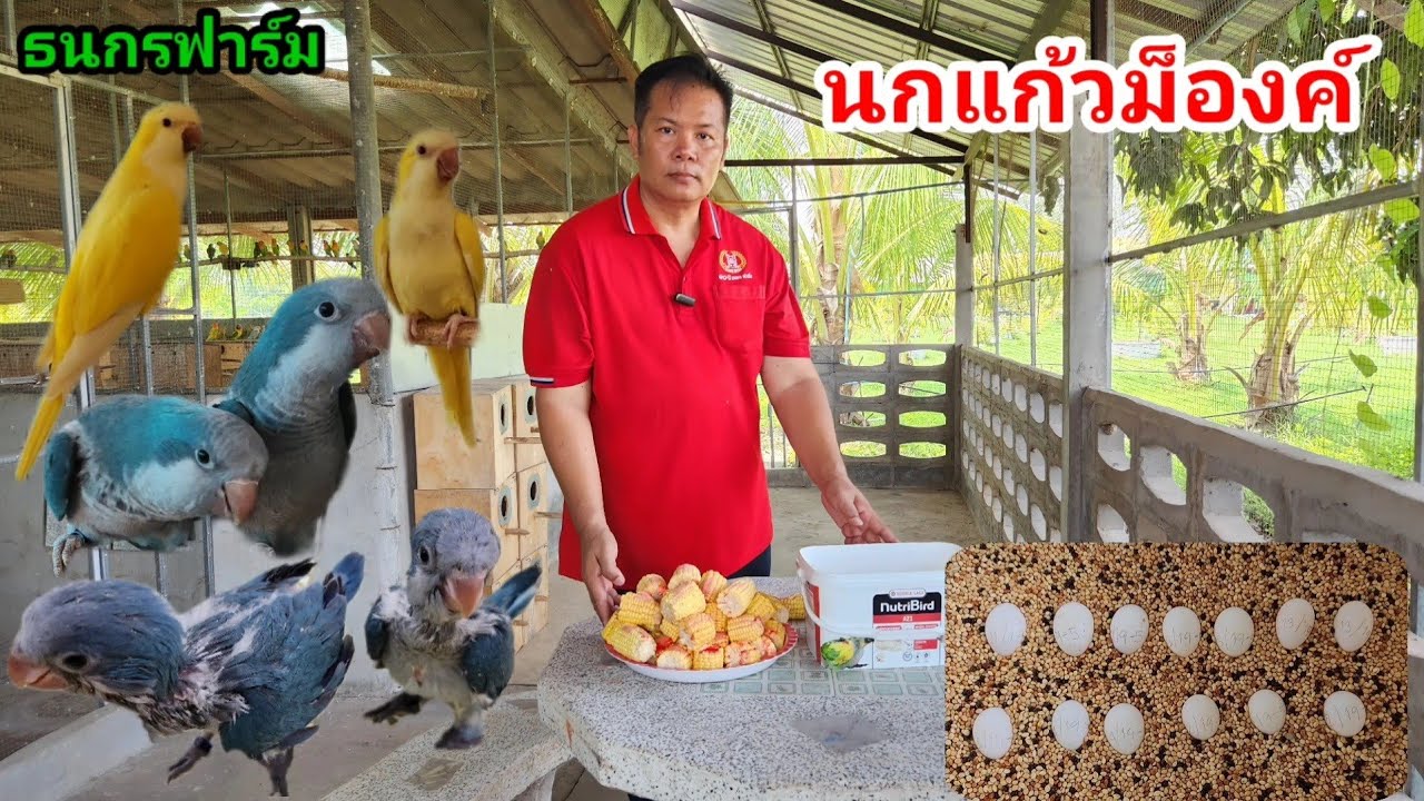 นกแก้วม๊องค์ อับเดท
