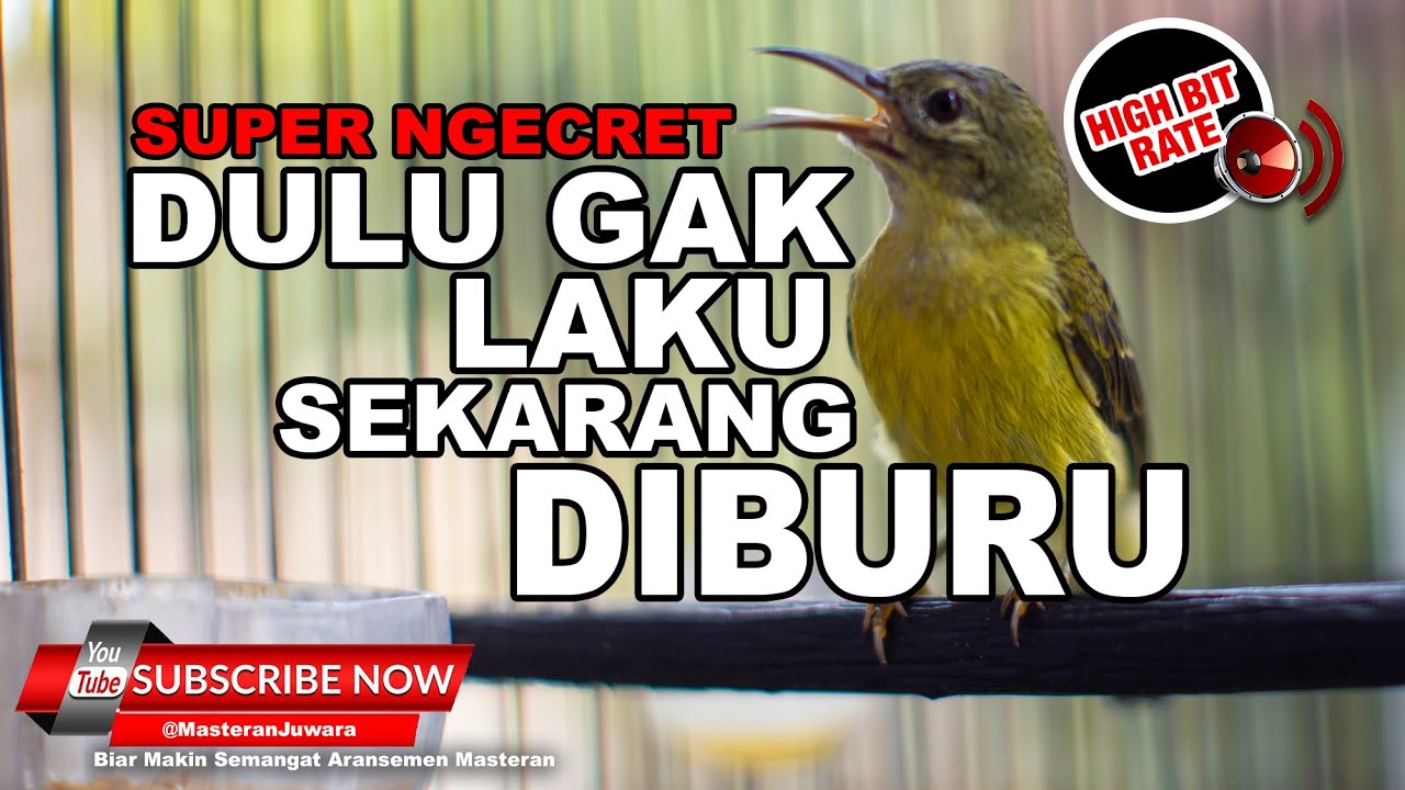 🔴 Masteran Kolibri Manggar Betina Gacor Ngeret Panjang❗️