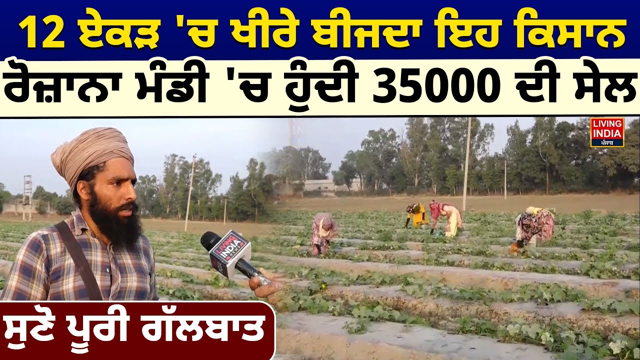 Sangrur News | 12 ਏਕੜ 'ਚ ਖੀਰੇ ਬੀਜਦਾ ਇਹ ਕਿਸਾਨ, ਰੋਜ਼ਾਨਾ ਮੰਡੀ 'ਚ ਹੁੰਦੀ 35000 ਦੀ ਸੇਲ, ਸੁਣੋ ਪੂਰੀ ਗੱਲਬਾਤ