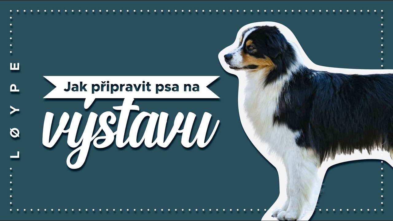 Jak připravit psa na výstavu