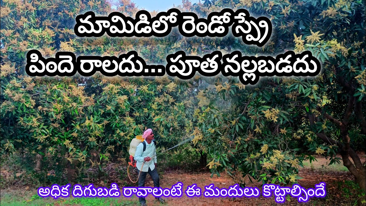 Trizol Plus, A-star & Spolit: మామిడి పూత పిందెగా మారడానికి అద్భుతమైన మందులు!
