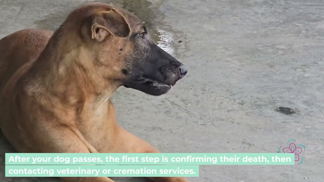 Dog Cremation Near Me Explained How to Find Affordable & Compassionate Pet After