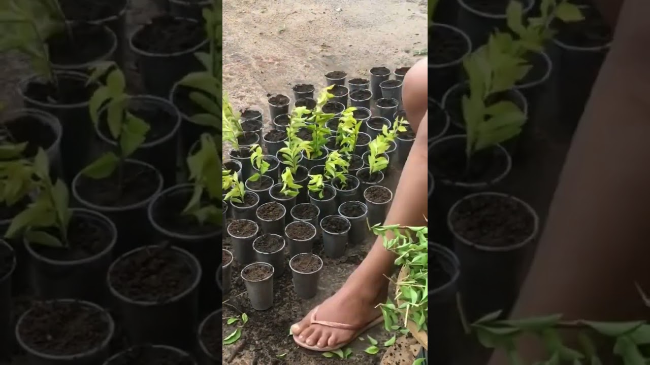 Mudas de pingo de ouro 😉 #pingodeouro #plantas
