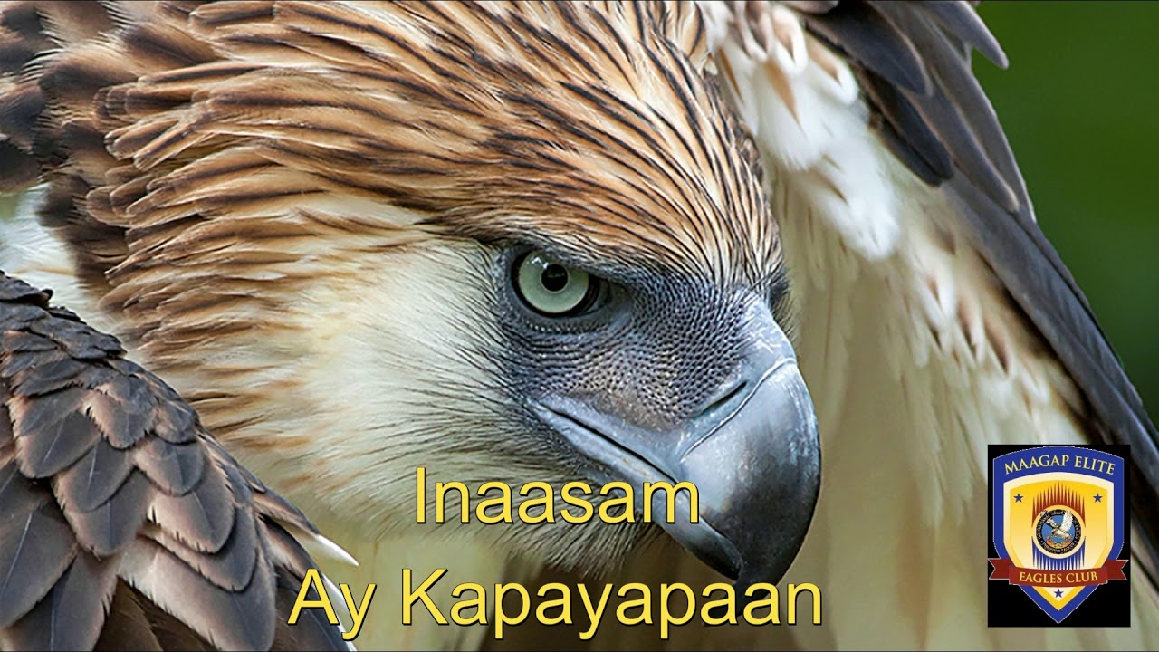 TFOE - PE Hymn by Maagap Elite Eagles Club