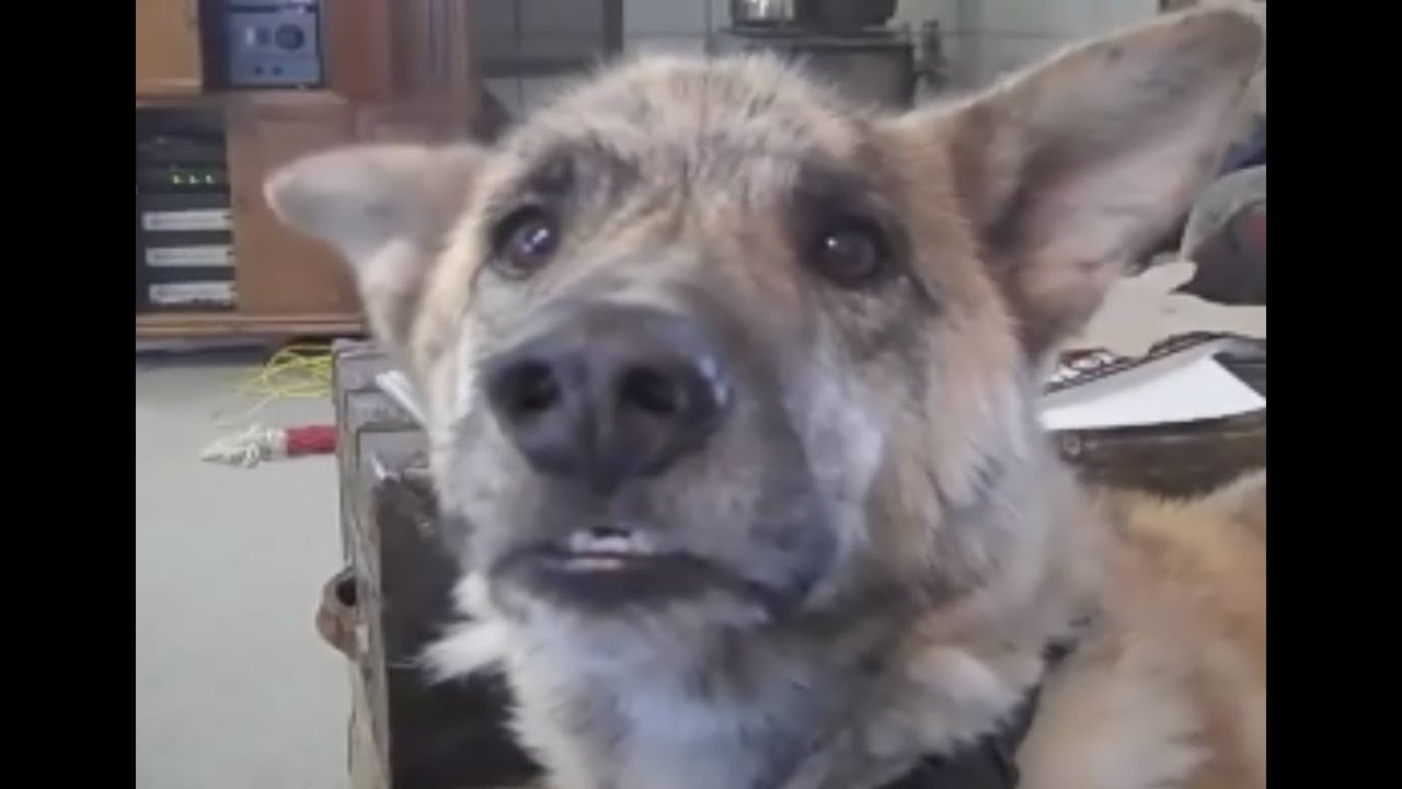 Dog gets teased about his superhero, King, the Malinois Military Working Dog