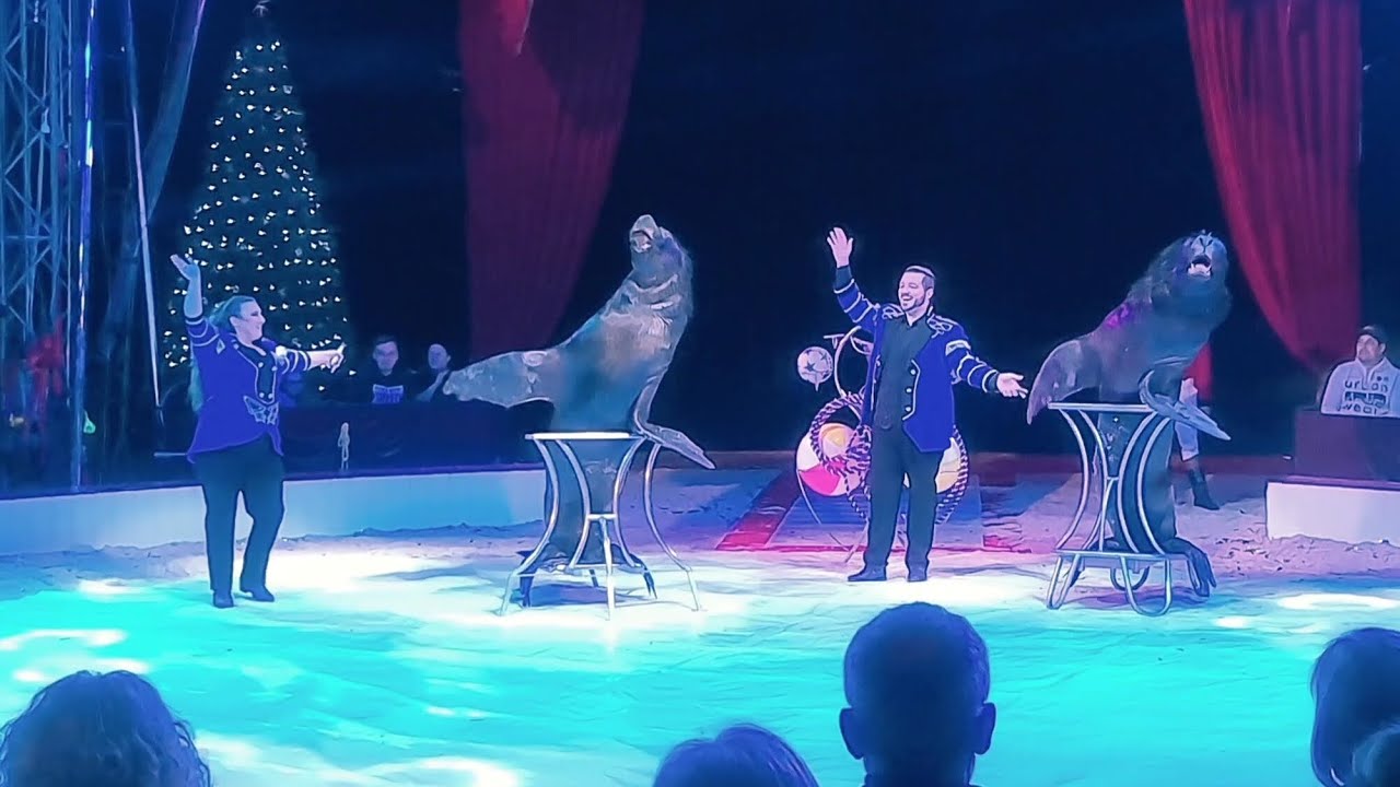 Dani & Perry Pedersen's Sealions