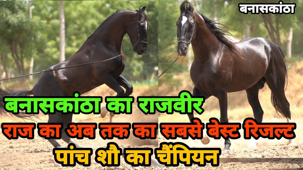 राज़ रत्नाकर बनासकांठा का सूपर हीरो राजवीर  || Luni Stud Farm Pavdasan