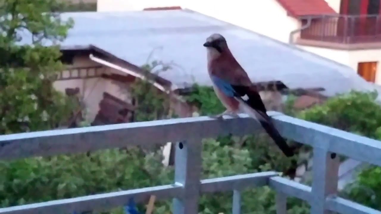 Eurasian Jay meowing at my cats 🙀