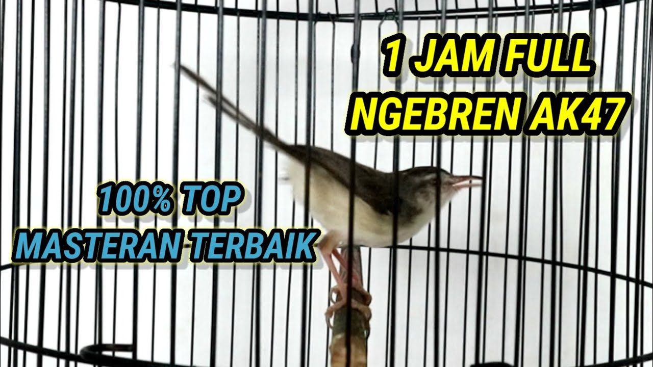 Ciblek Sawah Gacor Ngebren Ak47, Full 1 Jam Cocok Untuk Masteran