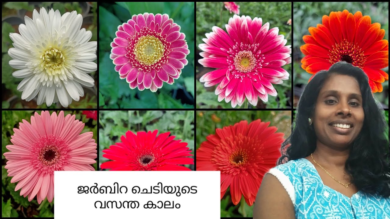 ജർബിറ ചെടിയുടെ വസന്ത കാലം 🌼🌼