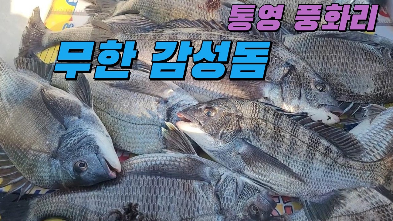 통영 풍화리 무한 감성돔 카고 낚시