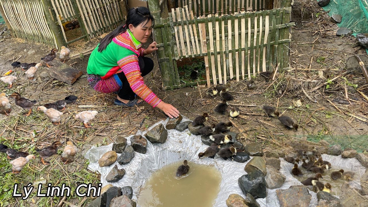 Peaceful Village Life – Day 2 Feeding Chickens & Building a Duck Pond | Lý Linh Chi
