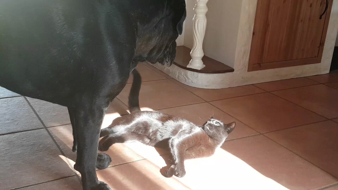 Cane Corso and Cat - two buddies for life