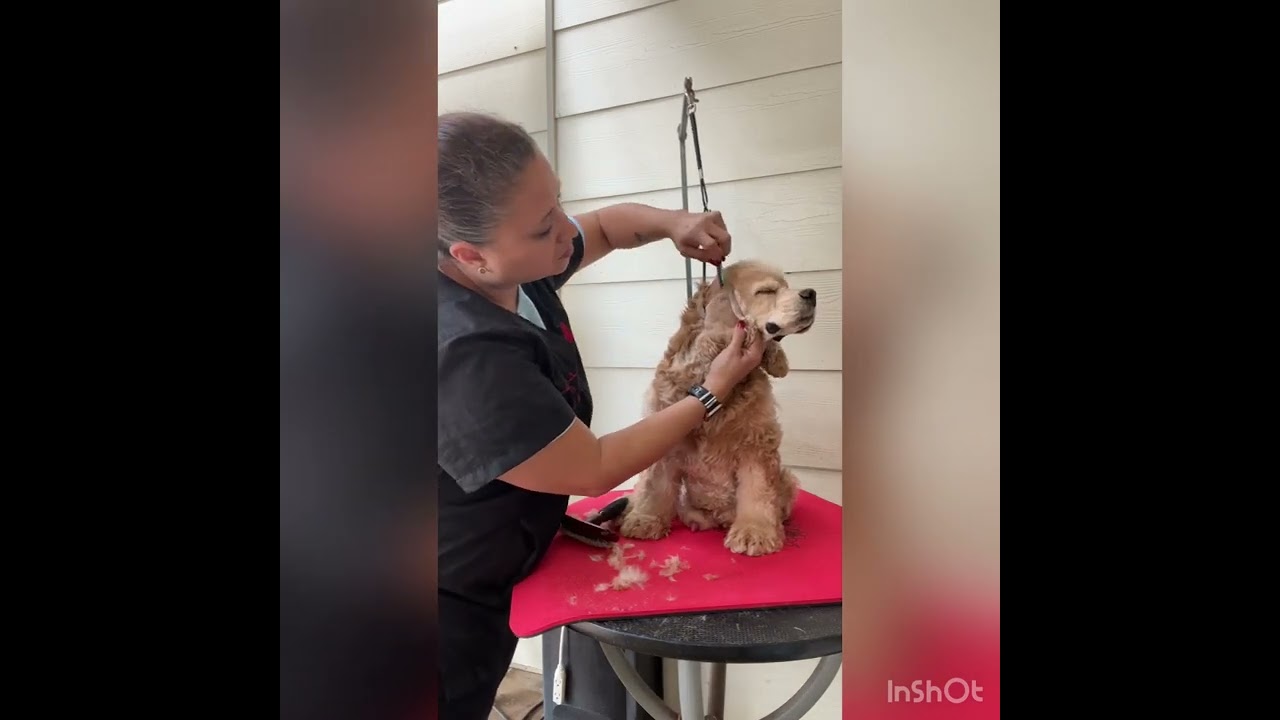 Senior Cocker Grooming - Step 3 - Haircut