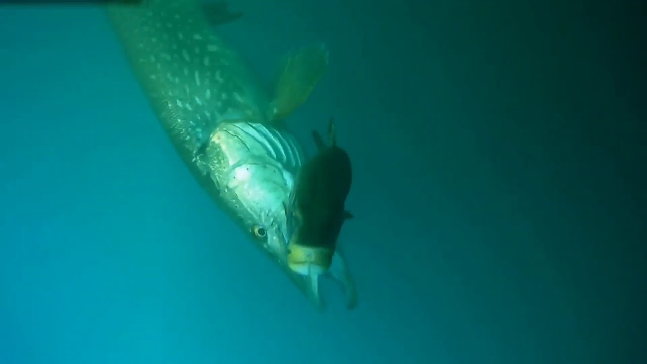 Spydro Underwater Cameras