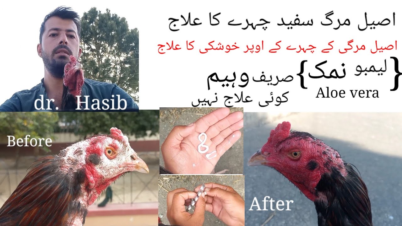 Aseel murga murgay k safade ka ilaaj Doctor, Aseel murga k white face khoshki ka ilaj,Doctor hasib 