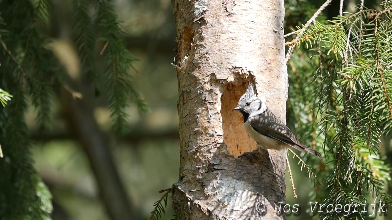 kuifmees, European Crested Tit, Parus cristatus