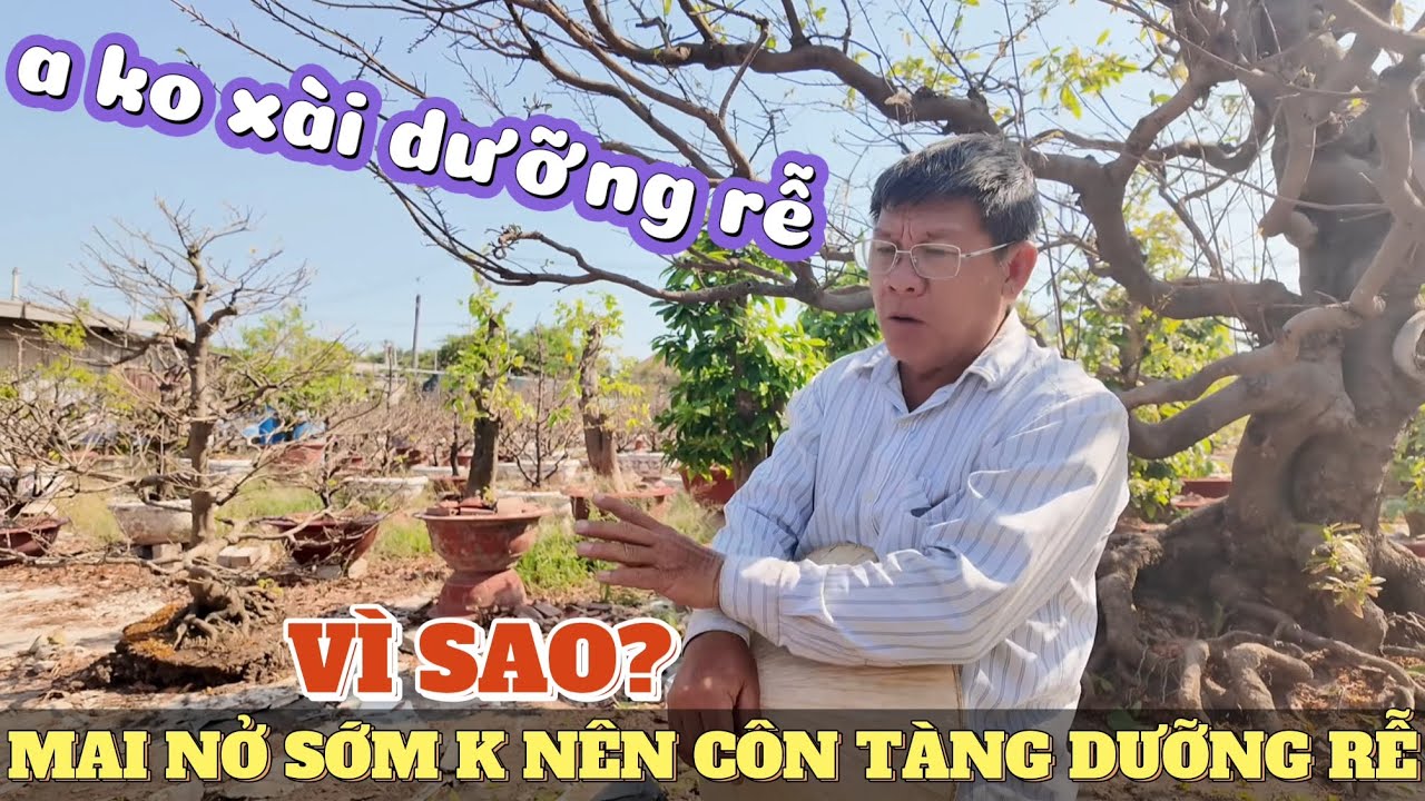 Vì sao mai nở sớm bông nhỏ ko nên côn tàng tưới dưỡng rễ liền? Lý do  vườn mai Út Đực k xài dưỡng rễ