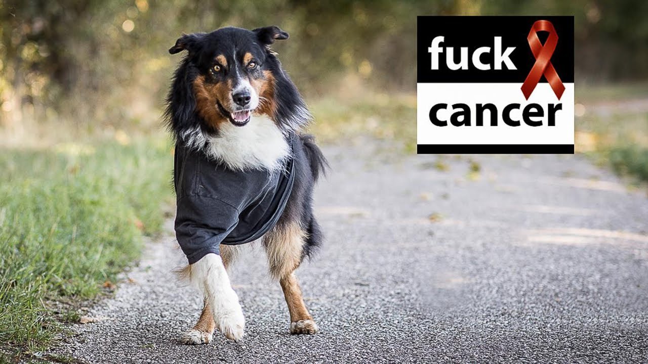 Australian Shepherd mit Handicap (3 Beinen) liebt das Leben - Osteosarkom