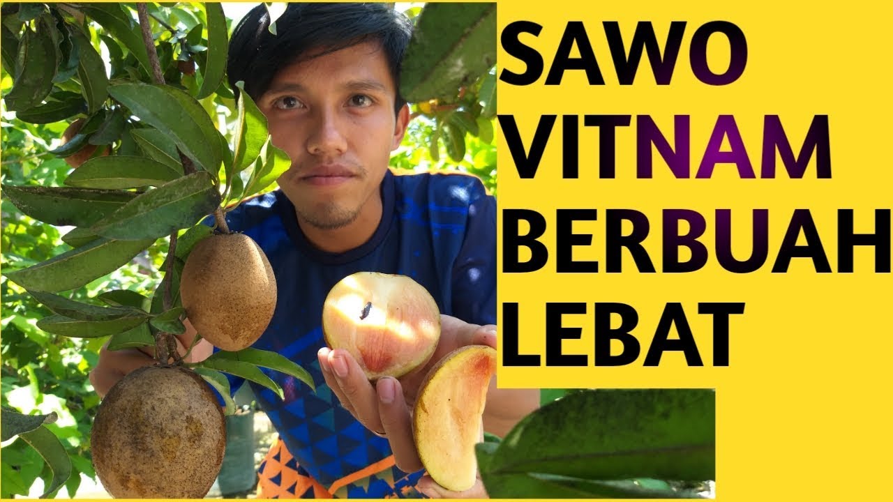 Sawo Jumbo Vitnam Berbuah Lebat Dalam Pot