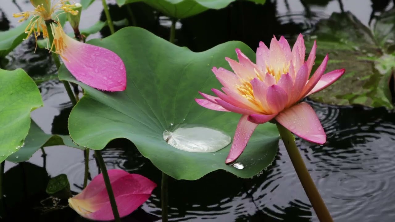 🎧💧🪷 Relaxing Rain Sounds | Lotus Garden Ambience | 1 hour | Relaxation, Sleep and Focus | NO ADS
