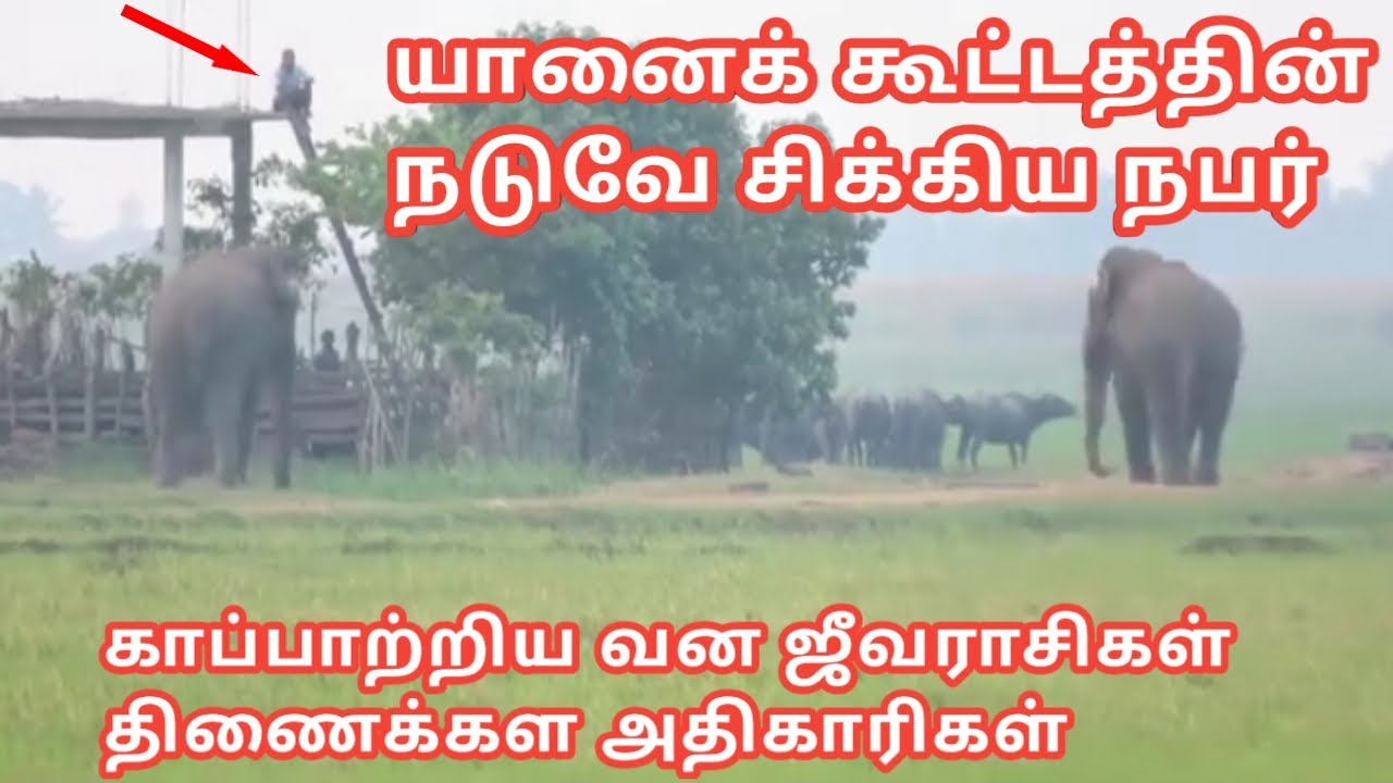 🐘யானைக் கூட்டத்தின் நடுவே சிக்கிய நபர்,A person Surrounded by a herd of elephants, වල් අලියා
