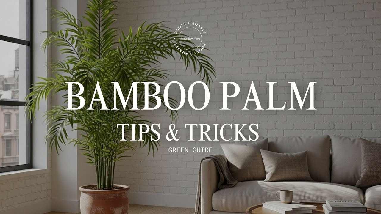 Bamboo Palm Care | How to Keep Chamaedorea seifrizii Thriving Indoors