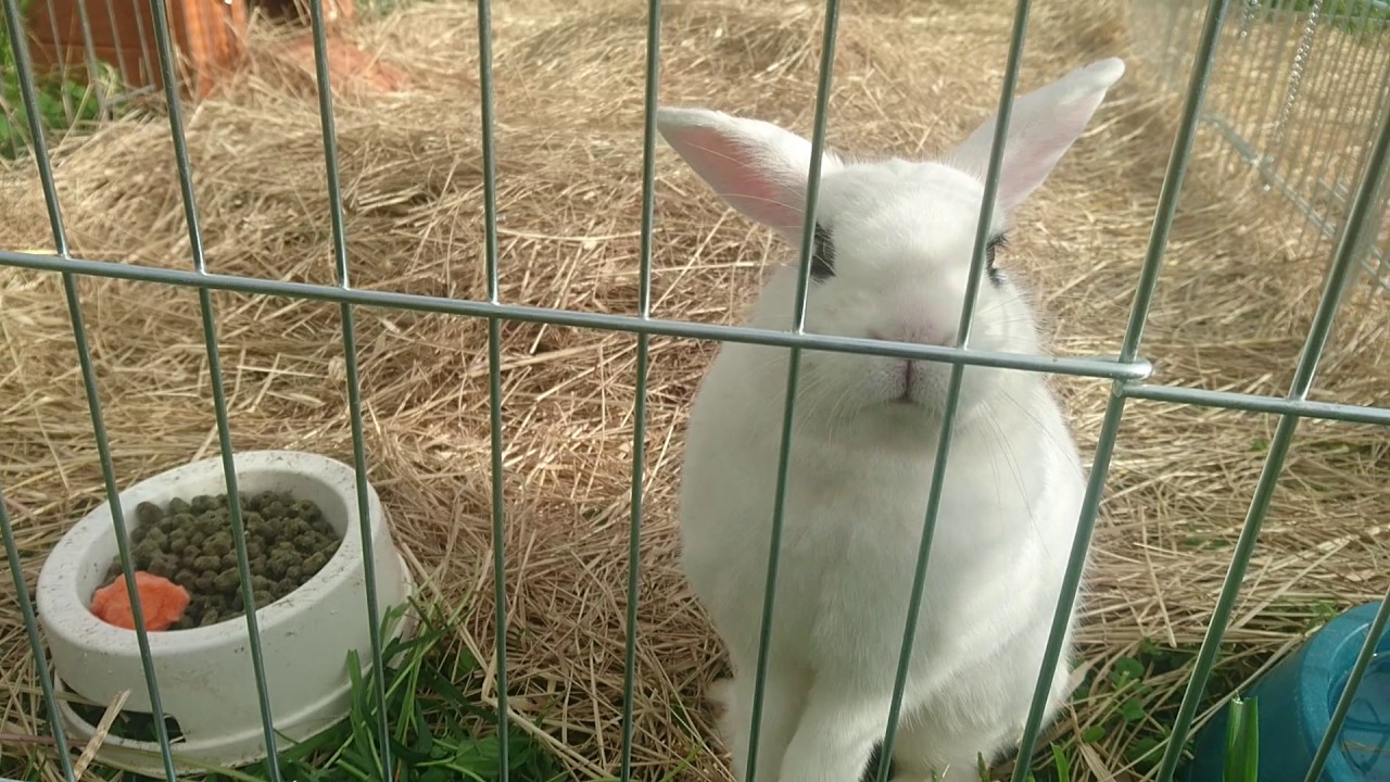 Les enclos des lapins en attente d'une famille au sanctuaire La ferme de doudou Agde 34
