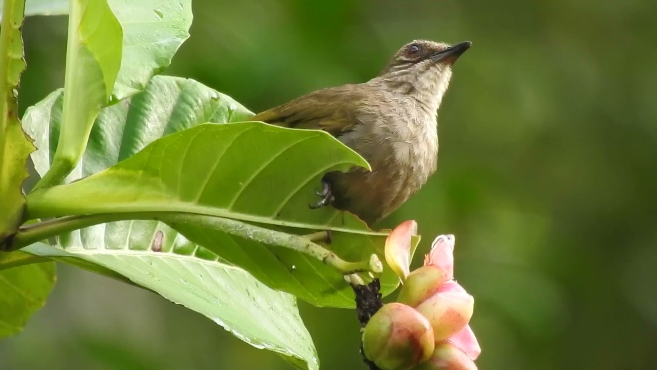Olive-Winged Bulbul