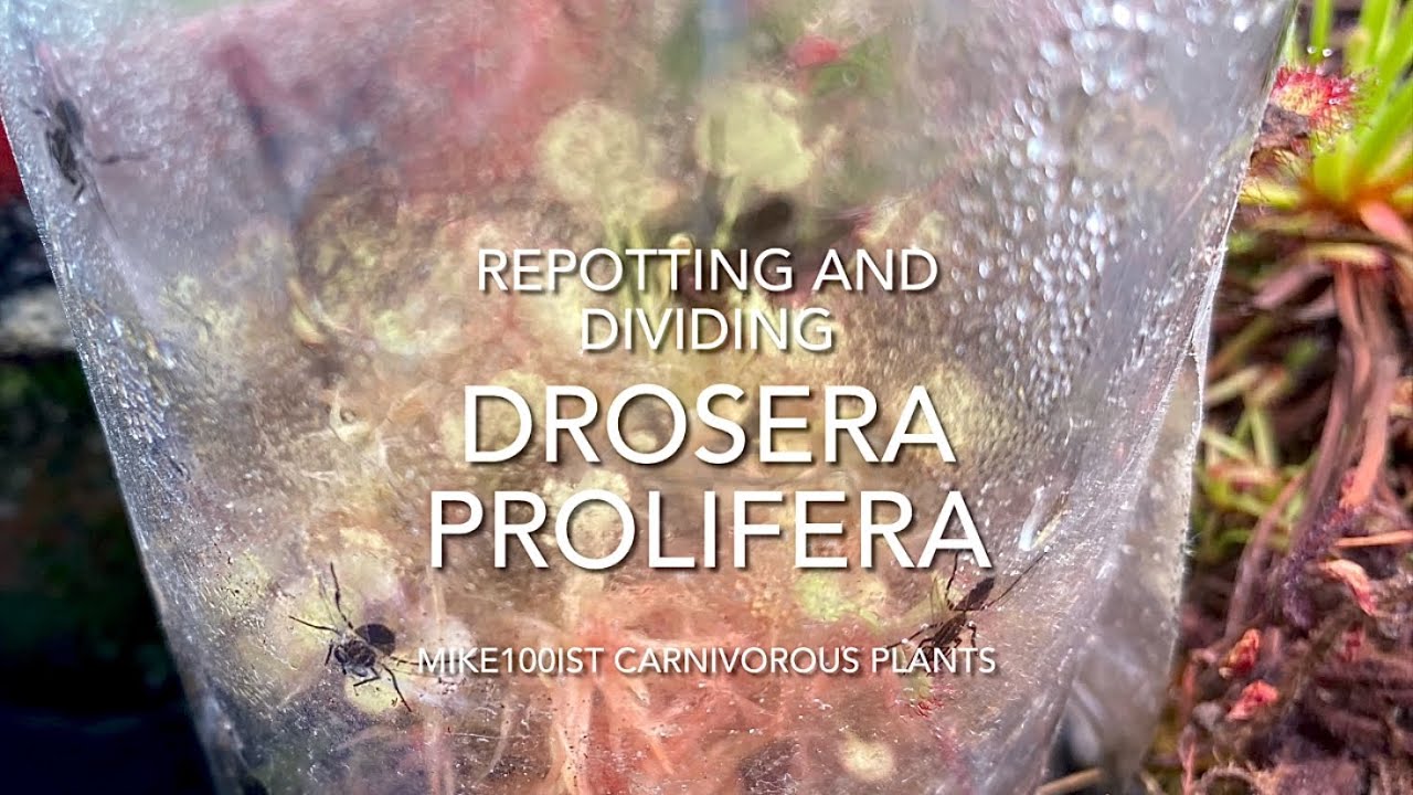 Repotting and dividing Drosera prolifera