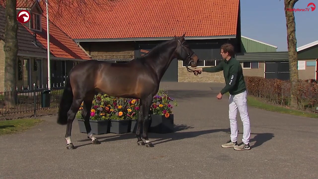 Jardonnay VDL Stud Stallionshow 2020