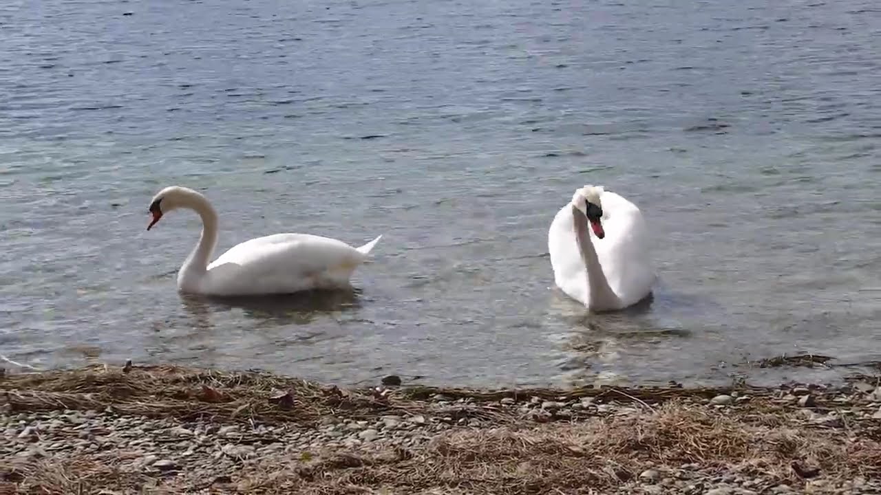 Ein Schwanenpaar im Seerhein - A pair of swans