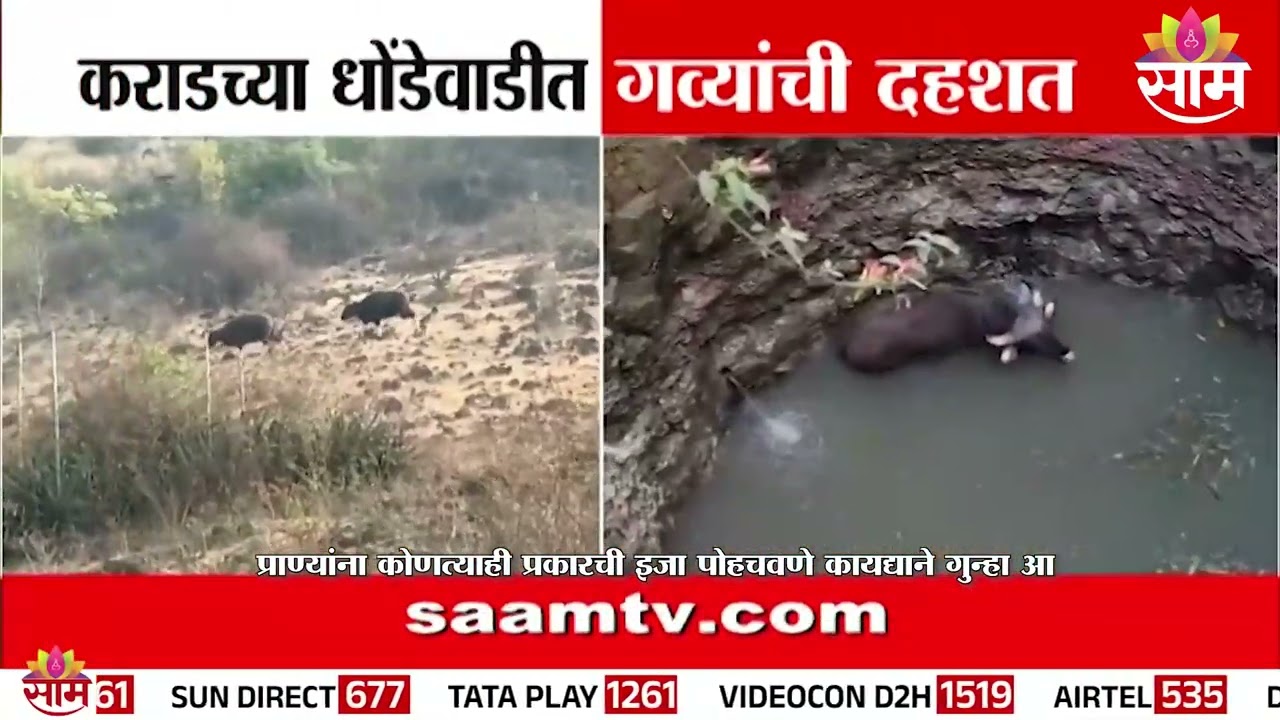कराड जिल्ह्यातील धोंडेवाडीत गव्यांची दहशत | Karad News