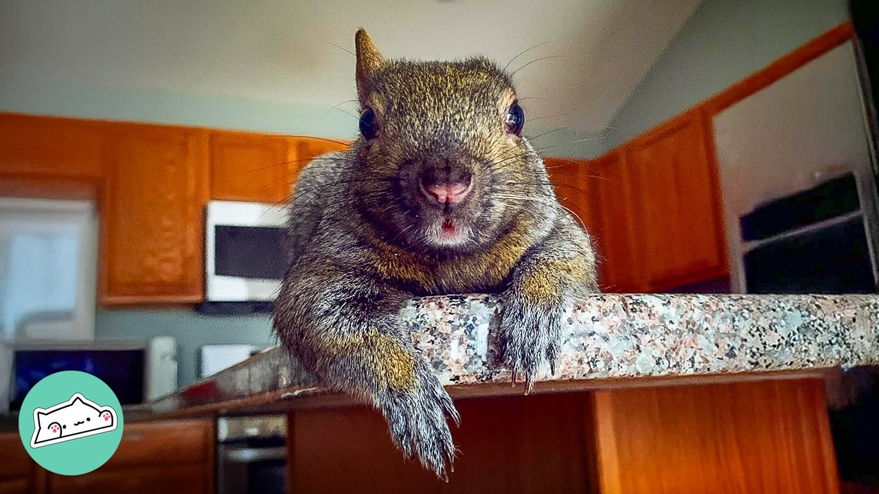 Woman Rescued Abandoned Squirrel, Now He Runs The House | Cuddle Buddies