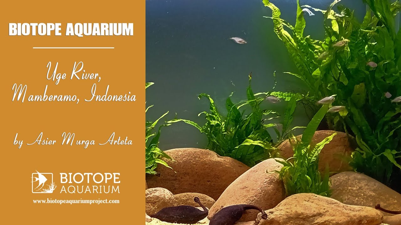 #BAC2024 Uge River, Mamberamo, Indonesia. Asier Murga Arteta. Sponsored by @eheim