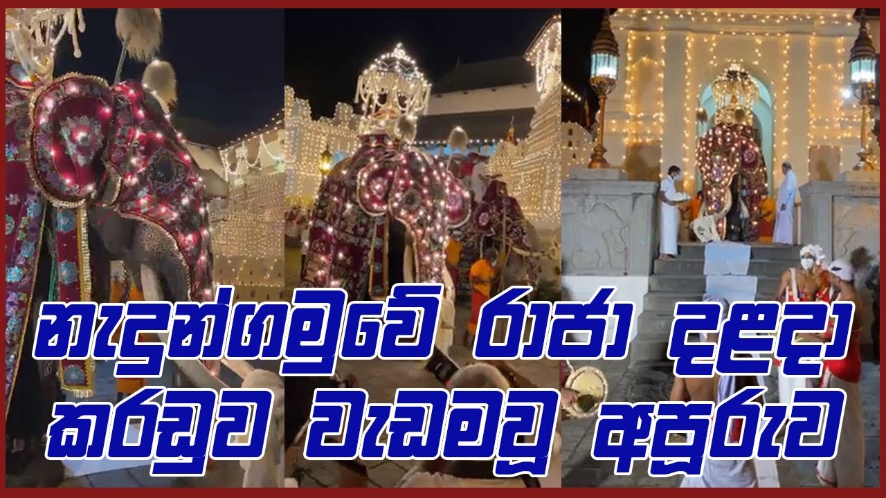 නැදුන්ගමුවේ රාජා දළදා කරඩුව වැඩමවූ අපූරුව l Sri Dalada Maligawa