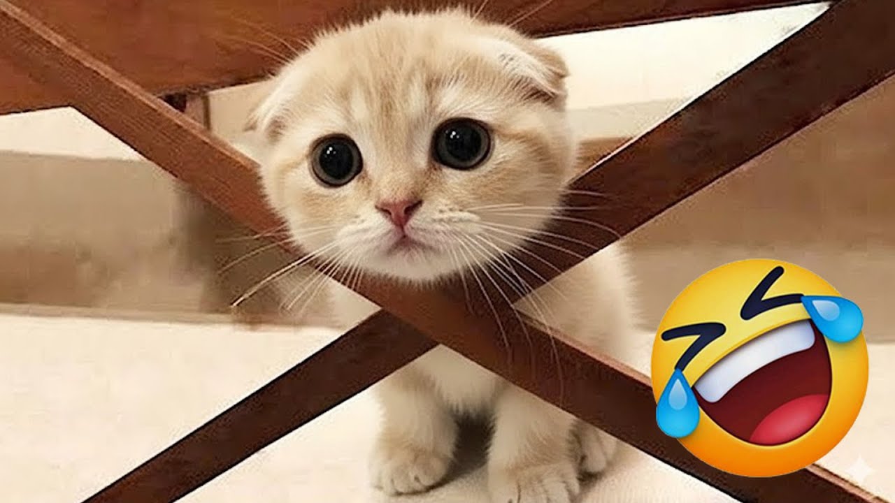 You Laugh You Lose 😹🐶 Funniest Cats and Dogs 2026 😽 Part #01