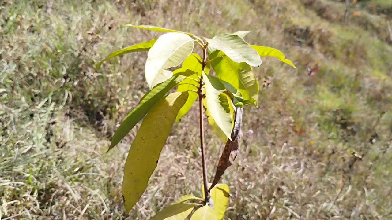 FALFUL KHETI - 2