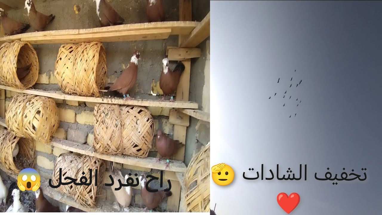 تخفيف الشادات 😊راح نفرد الفحل 😱
