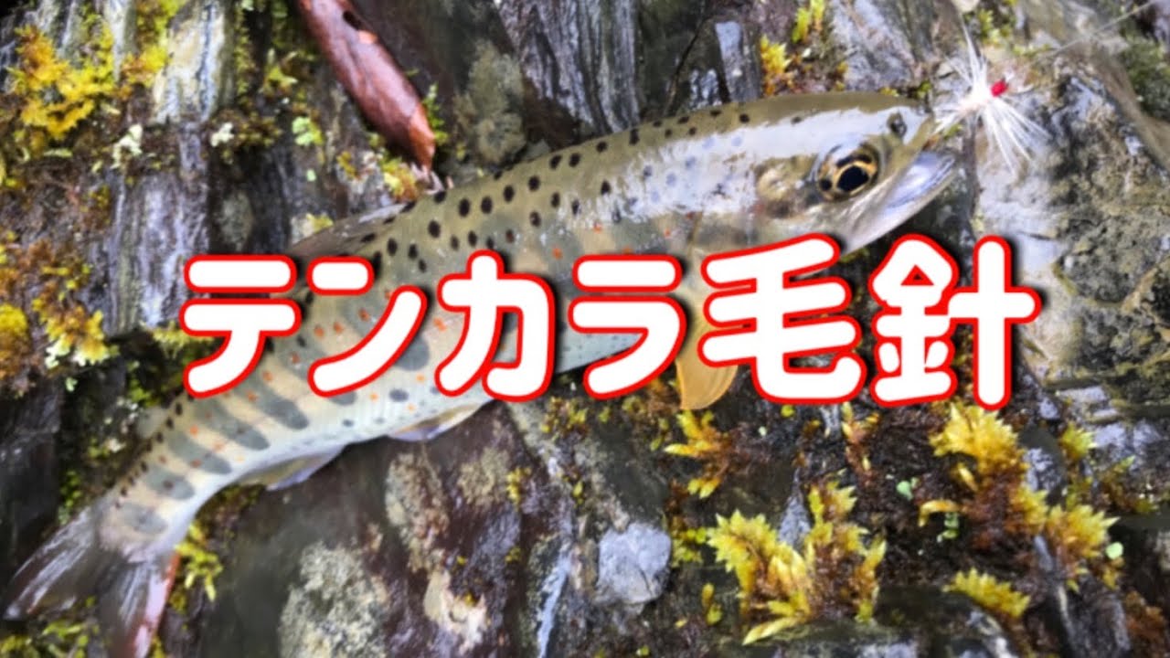 「絶対釣れるテンカラ毛針」テンカラ初心者の方へ贈る動画☺️